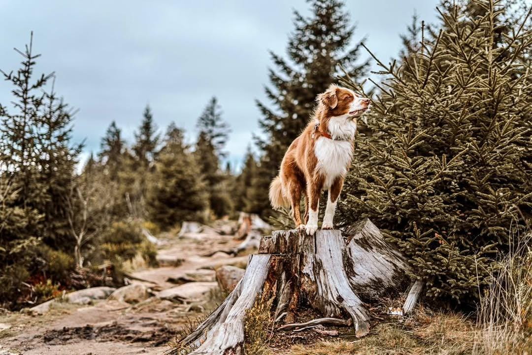 Waldbaden mit Hund im Wald, Entspannung beim Waldbaden mit Hund