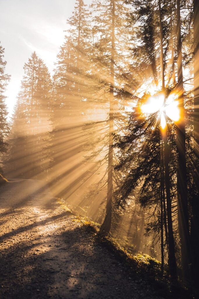 Waldbaden mit Hund im Wald, Entspannung beim Waldbaden mit Hund