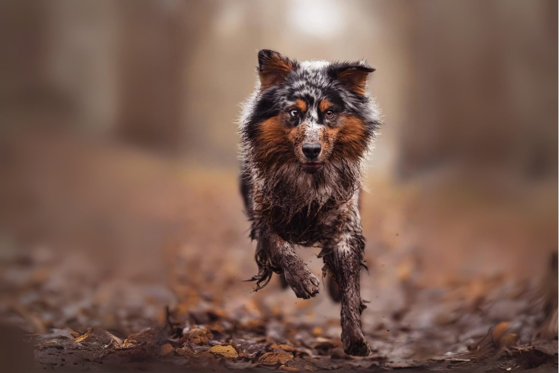 Waldbaden mit Hund im Wald, Entspannung beim Waldbaden mit Hund