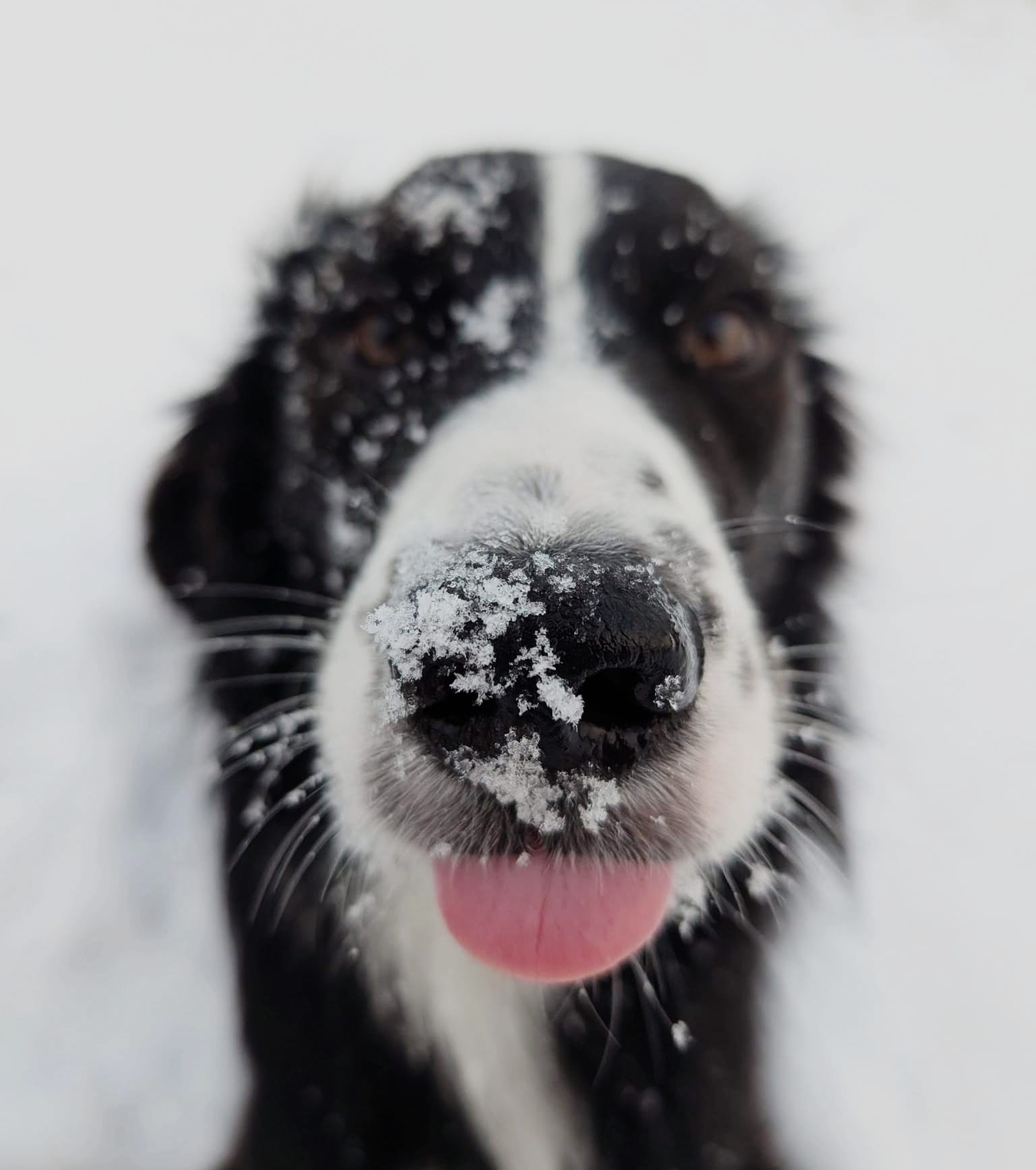 pawesome detection Bettwanzen Spürhunde und Hunde Trainings