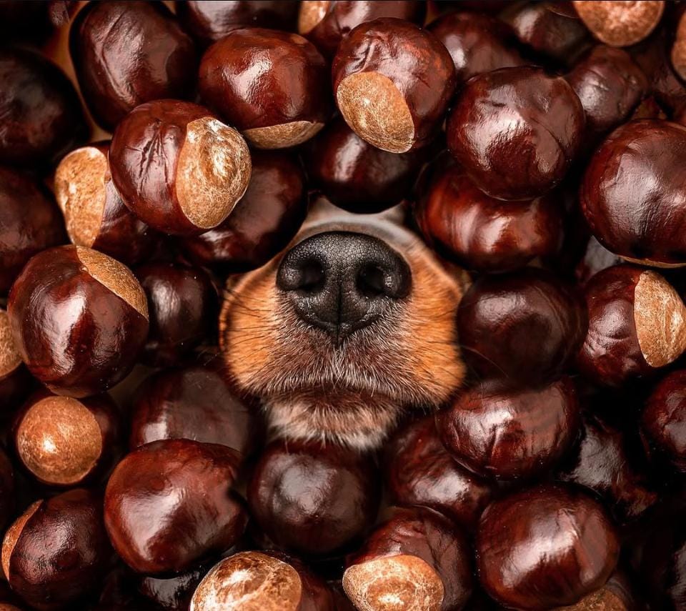 pawesome detection Bettwanzen Spürhunde und Hunde Trainings2